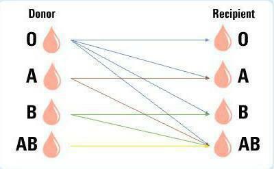 compatibility of blood in groups for transfusion