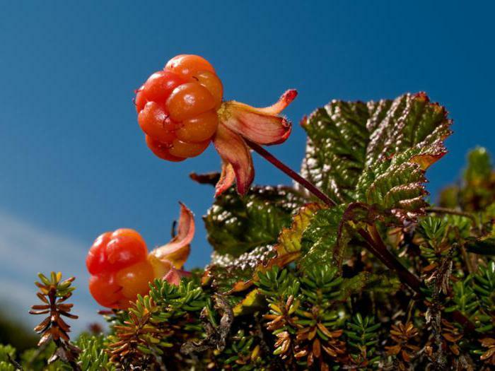 useful properties of cloudberry and contraindications