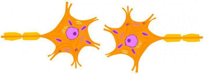 cholinergic synapse