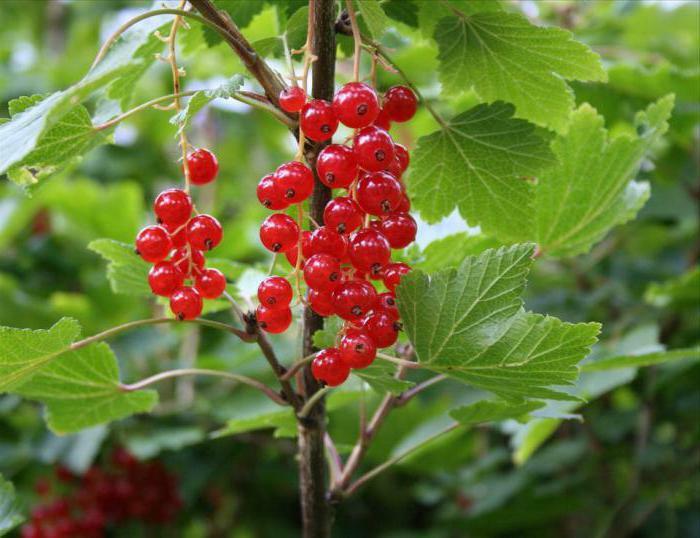 what is the content of vitamin K in the black currant