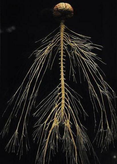 activity of the nervous system
