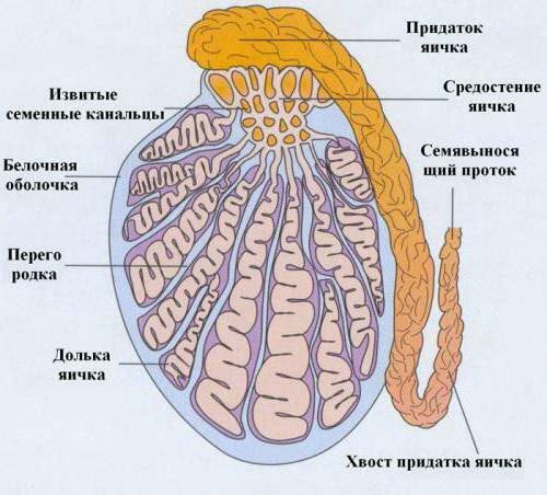 Struktur Dan Fungsi Testis Dan Epididimis